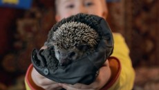 Ёжик (The Hedgehog)