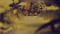 Дворняжка / Pothound (2011)