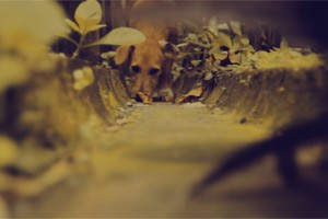 Дворняжка / Pothound (2011) Дворняжка / Pothound (2011)